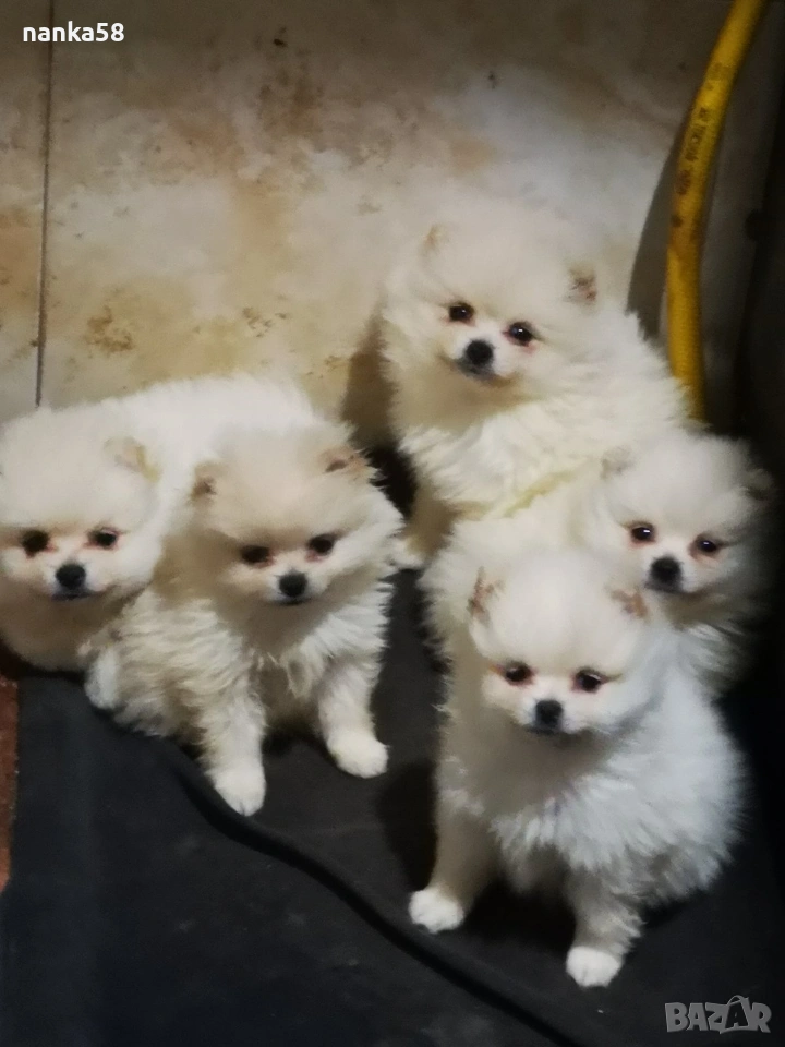 продавам померани , снимка 1