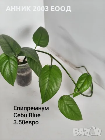 Стайни цветя-монстера,сингониум и др., снимка 16 - Стайни растения - 56204939
