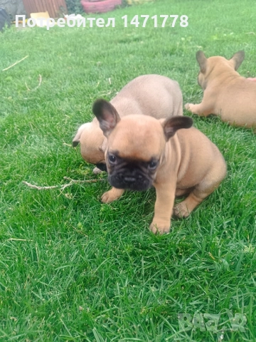 френски булдог , снимка 6 - Френски булдог - 52970248