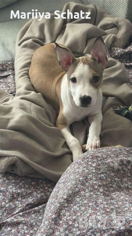 Подарявам бебе Питбул, снимка 2 - Питбул - 53926321