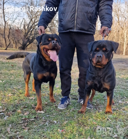 Ротвайлери , снимка 14 - Ротвайлер - 52298947