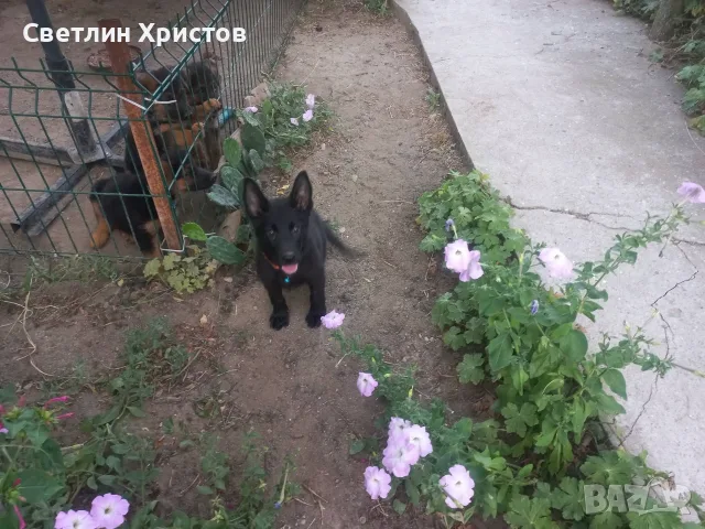 немски овчарки на 2 месеца, снимка 6 - Немска овчарка - 55872865