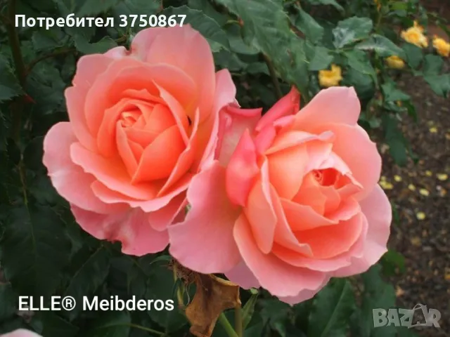 РОЗА 🌹 ELLE® Meibderos 🌹
