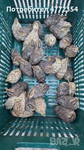 оплодени пъдпъдъчи яйца, снимка 4 - други­ - 53934659