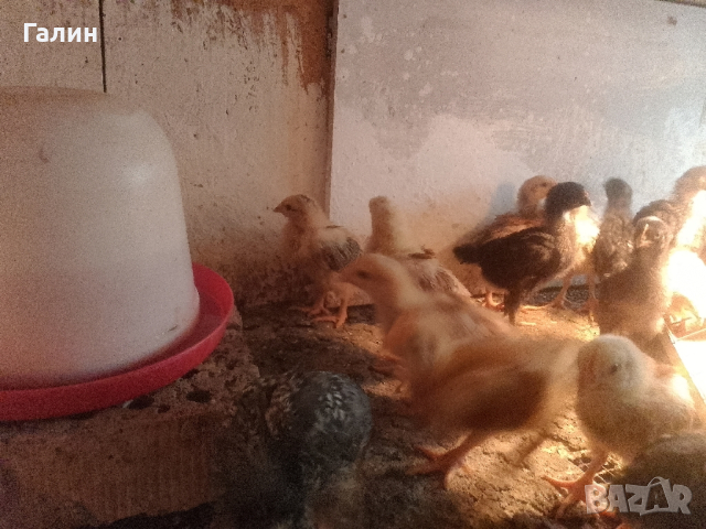 Пилета-дворни, снимка 6 - Кокошки и пуйки - 44682870