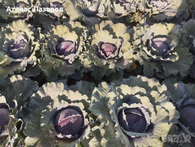 Продавам ЧЕРВЕНО ЗЕЛЕ на едро., снимка 6 - Разсади - 52816551