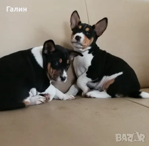 ⭐Басенджи⭐ , снимка 2 - Други - 49399181