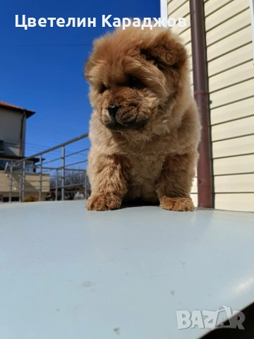 Чау чау, снимка 2 - Чау Чау - 53848895