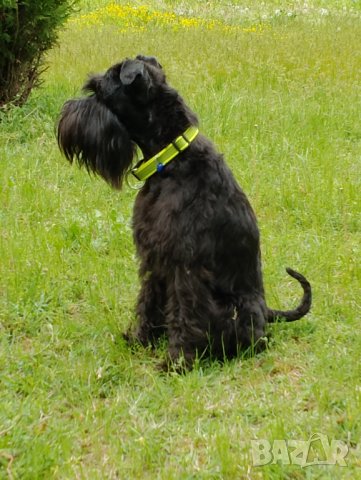  Мъжки мини шнауцер, снимка 6 - Други - 44351208