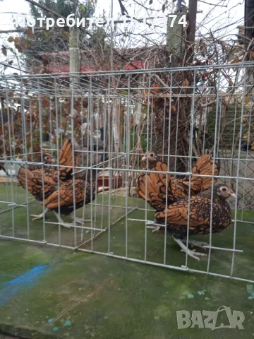  Кокошки Златен Зибрайт , снимка 2 - други­ - 48264265