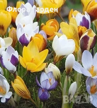 ЛУКОВИЦИ Ирис, Анемоне, Минзухар, Ранункулус, снимка 13 - Сортови семена и луковици - 56018945