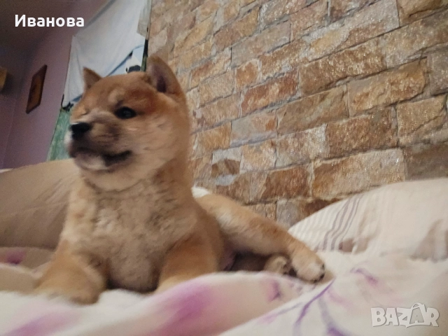 Шиба ину кученца, снимка 12 - Шиба ину - 46910234