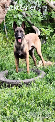 За разплод, снимка 2 - Белгийска овчарка - 50025136