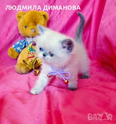 Екзотично момиче със сини очи , снимка 3 - Персийска - 52824159