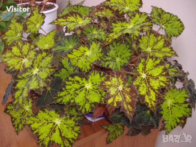 фотоапарат Fujifilm FinePix A345 , снимка 18 - Фотоапарати - 52738803