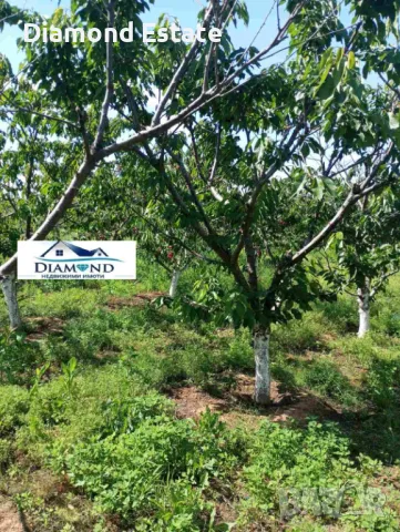 Овощна градина в село Крепост обл. Хасково, снимка 3 - Земеделска земя - 49401487