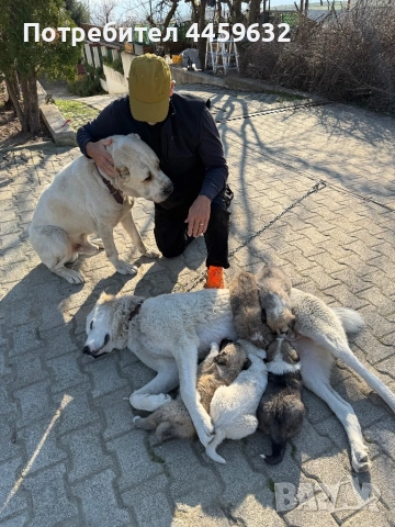 Кученца Алабай, снимка 9 - Алабай - 53922557