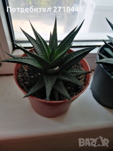 Eкзотично цвете, скулиент, снимка 3 - Стайни растения - 33538195