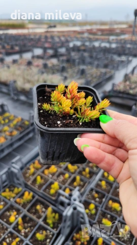 Седум Анджелина, Sedum rupestre Angelina, студоустойчив, снимка 9 - Градински цветя и растения - 47307888