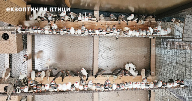 Свободни 200бр Амадини