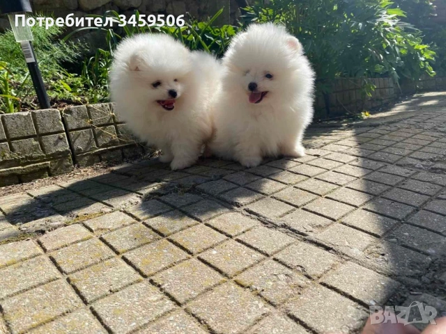 Померан померани , снимка 3 - Померан - 53004463
