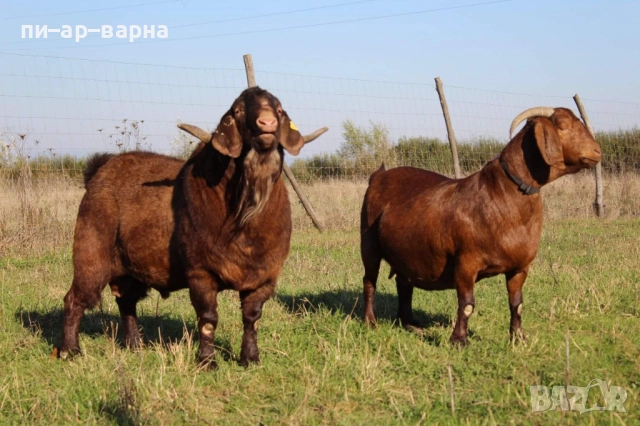 #продажбанаакции #русевхолдингеад #акционернодружество #съкооператори #ферма #фермазакокошки #яйца , снимка 3 - Продажба или споделяне на готов бизнес - 52383178