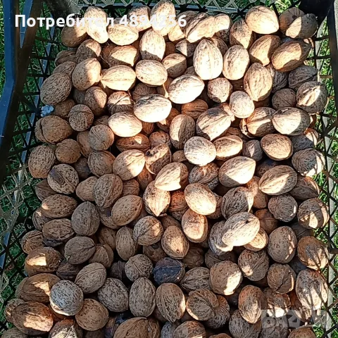 Продавам орехи реколта 2025, снимка 2 - Домашни продукти - 55804218