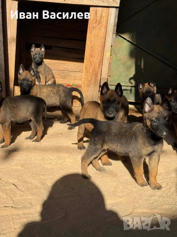 белгийска овчарка малиноа , снимка 3 - Белгийска овчарка - 52774950