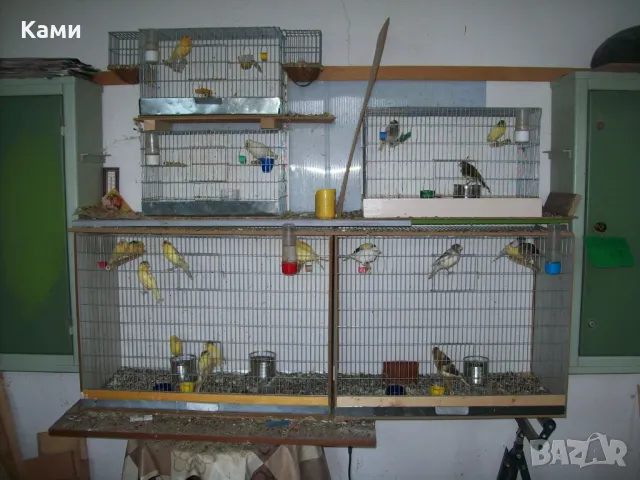 Канари женски и мъжки Орфей певци