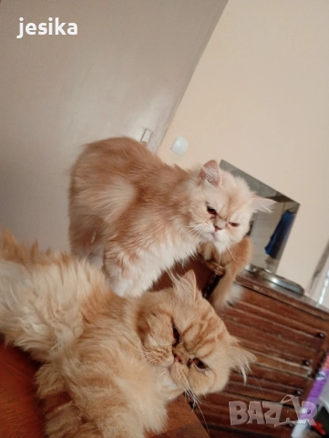 мъжки персийци на 1.5 години