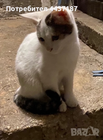 Котета, снимка 4 - Други - 52475454