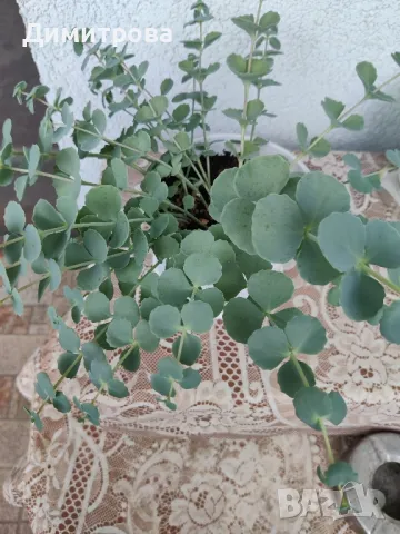 седум Сейболди , снимка 2 - Стайни растения - 50230689