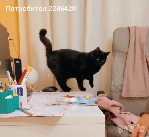 😺 1-годишно момченце от Враца търси ДОМ , снимка 7 - Други - 52893934