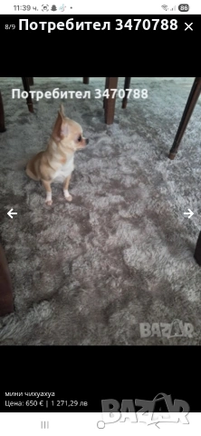 чихуахуа, снимка 2 - Чихуахуа - 54288641