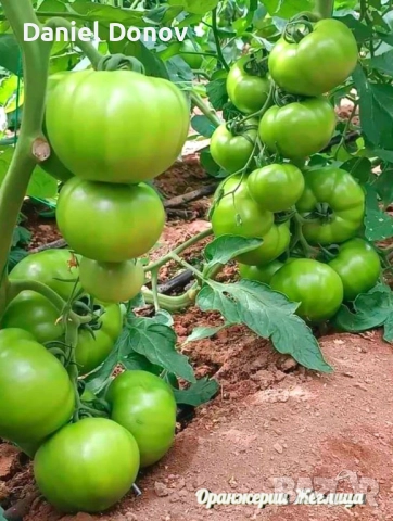 КАТАЛОГ РАЗСАДИ ПРОЛЕТ-ЛЯТО 2026, снимка 2 - Разсади - 52473586