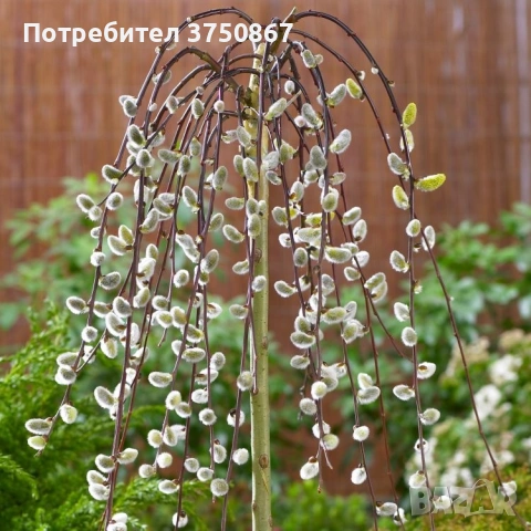 🌿 Плачеща върба – Salix caprea 'Kilmarnock', снимка 4 - Градински цветя и растения - 54103551