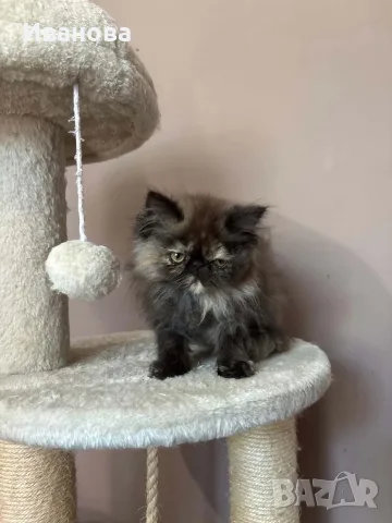 Персийски котенца , снимка 13 - Персийска - 56340555