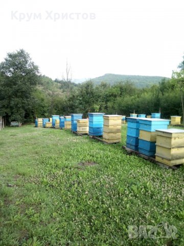 Български полифлорен пчелен мед 2023 -опаковки ~1кг. и ~25кг. (полски букет-слънчоглед), снимка 8 - Други - 29594647