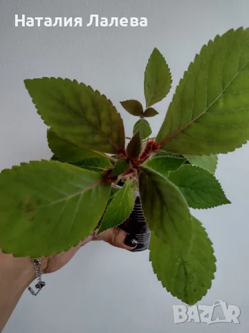Колерия, kohleria red, снимка 2 - Стайни растения - 56304422