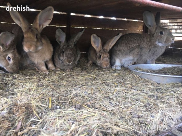 Зайци, снимка 1