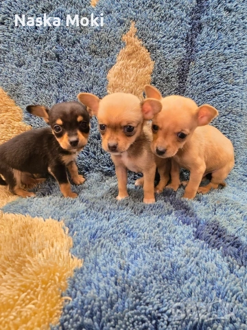 мини чихо пинчери , снимка 5 - Пинчер - 53245339