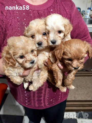 Продавам малтипу