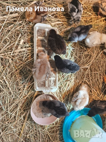 Пиленца на 10 дни, снимка 2 - Кокошки и пуйки - 54189774