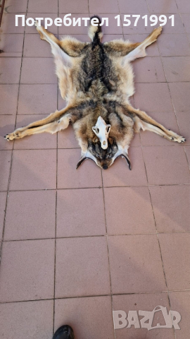 кожи от вълк и черепи