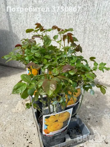 🌹 РОЗА 🌹 MICHELANGELO ® Meitelov 🌹, снимка 9 - Градински цветя и растения - 49671901