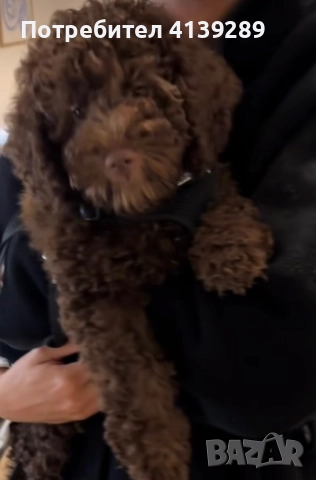 Пудел мини , снимка 5 - Пудели - 52755014
