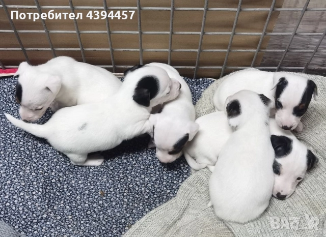 Джак ръсел териер, снимка 4 - Джак ръсел териер - 52731481