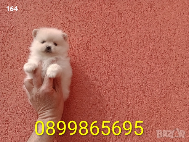 Женски Померани. Различни възрасти!, снимка 10 - Померан - 54012946