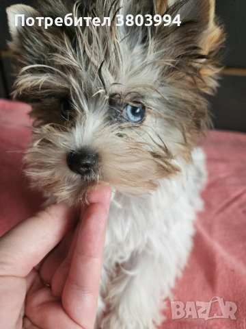 Йоркширски териер със сини очи и родословие. Момиченце Blue berry Diamond York , снимка 4 - Йоркширски териер - 53208486