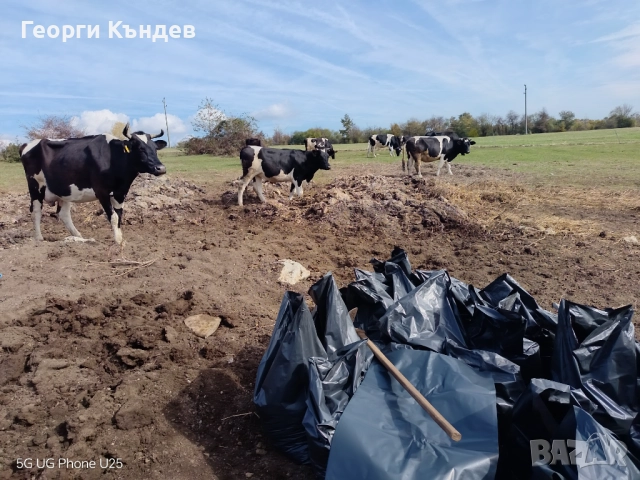 Угнила ГОВЕЖДА тор в чували